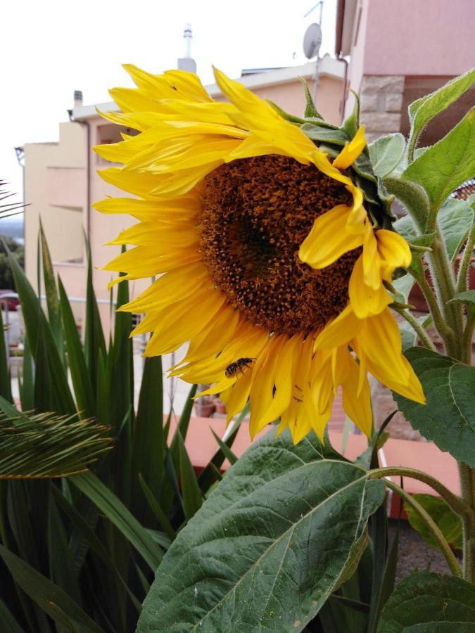 Bed and Breakfast The Roses Garden La Maddalena  Exteriér fotografie