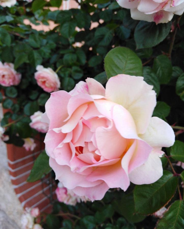 Bed and Breakfast The Roses Garden La Maddalena  Exteriér fotografie