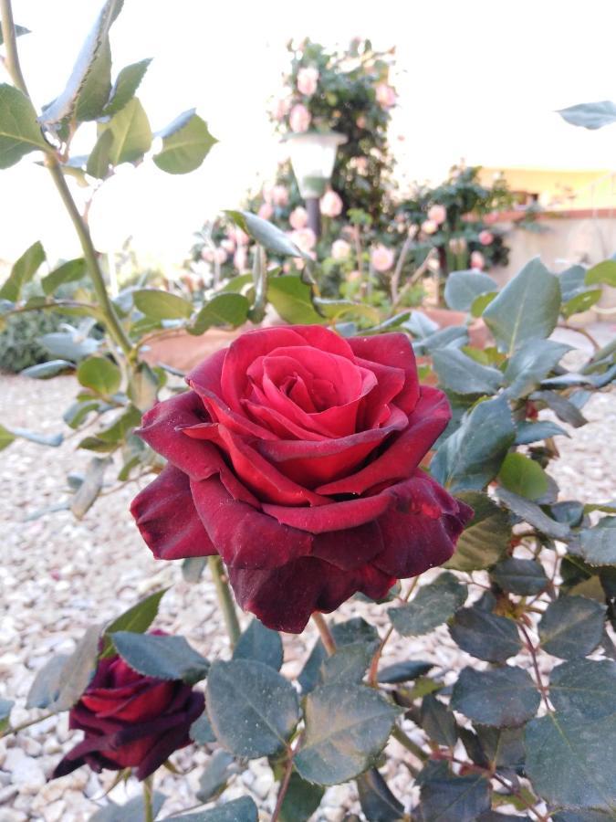Bed and Breakfast The Roses Garden La Maddalena  Exteriér fotografie