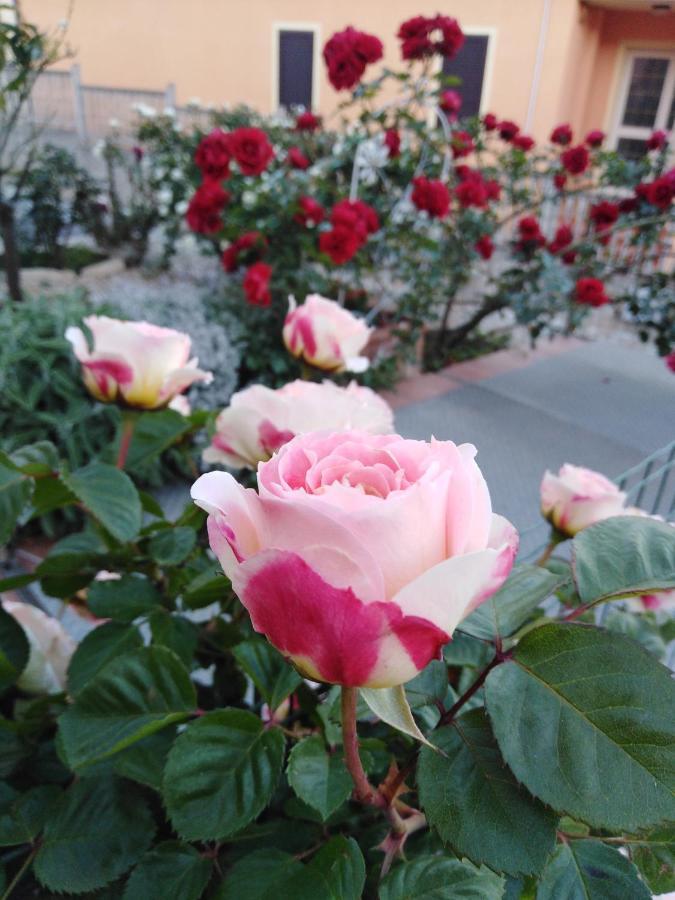 Bed and Breakfast The Roses Garden La Maddalena  Exteriér fotografie